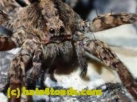 /home//u458753944/public_html/sourcegallery////////////////////////////////////////Insects and small critters/spiders and kin (Arachnida)/P4110046.JPG